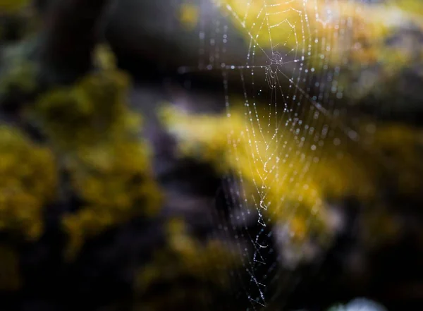 거미줄 물방울이 떨어지는 — 스톡 사진