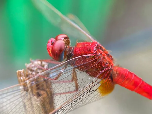 Makroaufnahme Einer Scharlachroten Libelle Vor Verschwommenem Hintergrund — Stockfoto