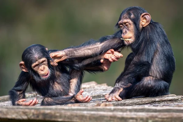 Pandangan Tertutup Tentang Dua Simpanse Afrika Muda Yang Lucu Berkelahi — Stok Foto