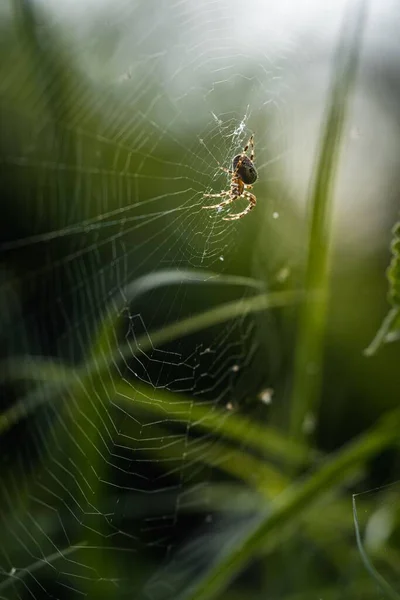 Een Verticale Close Van Een Spin Araneae Die Eind Zomer — Stockfoto