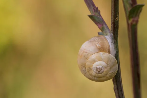 식물의 위에서 달팽이의 꽃봉오리 — 스톡 사진