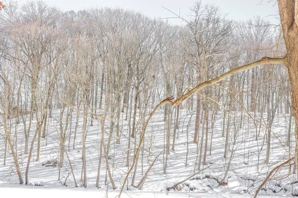 Uma Bela Vista Árvores Cobertas Neve Floresta — Fotografia de Stock