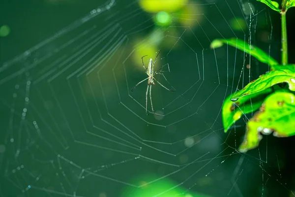 Een Close Shot Van Een Boomgaard Spin Een Spinnenweb Met — Stockfoto