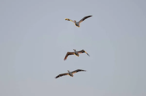 Три Чаек Larus Canus Летающих Голубом Небе — стоковое фото