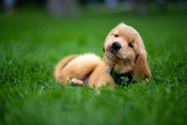 Filhote Cachorro Bonito Golden Retriever Deitado Uma Grama Verde — Fotografia de Stock