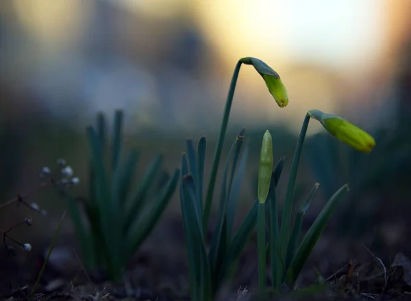 Detailní Záběr Jarních Narcisů Kvetoucích Zahradě Rozmazaném Pozadí — Stock fotografie