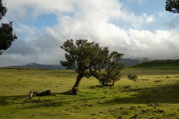 Een Prachtige Krullende Boom Een Groene Weide Fanal Pond Madeira — Stockfoto