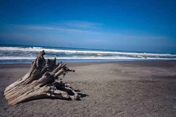 Ein Trockener Baumstumpf Sandstrand Mit Blick Auf Das Meer — Stockfoto