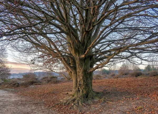 Ένα Τεράστιο Δέντρο Χωρίς Φύλλα Ένα Πάρκο Ξηρά Καφέ Φύλλα — Φωτογραφία Αρχείου