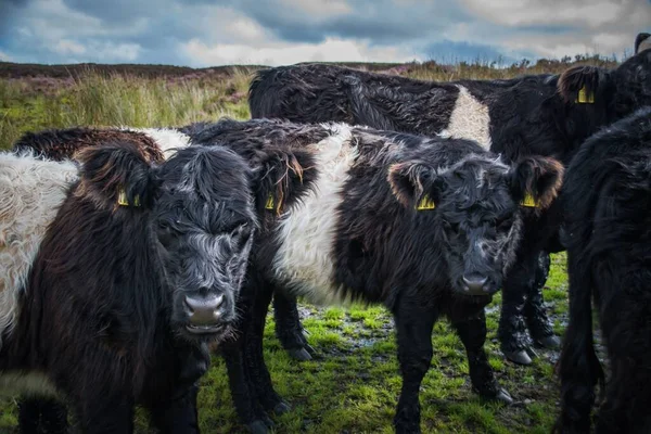 Una Mandria Vacche Galloway Campo — Foto Stock