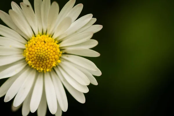 Närbild Vanlig Tusensköna Blomma Isolerad Naturlig Suddig Bakgrund — Stockfoto