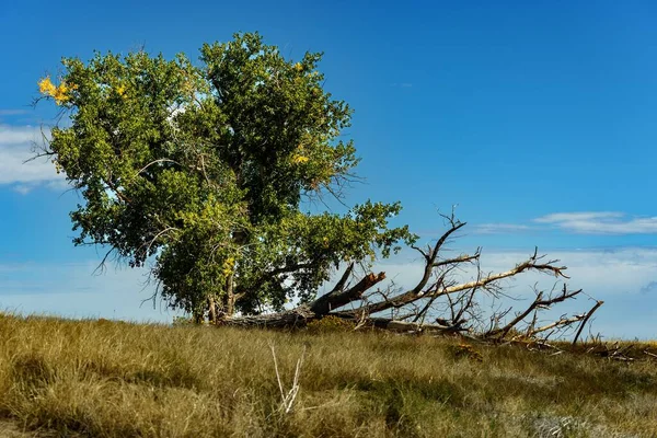 Зелене Дерево Листяні Гілки Газоні Під Блакитним Небом Влітку — стокове фото