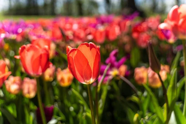 Красиве Барвисте Квітуче Поле Тюльпанів Впритул — стокове фото