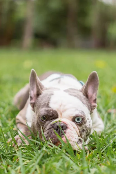 Vertikal Bild Fransk Bulldogg Ett Grästäckt Fält Park Dagtid — Stockfoto