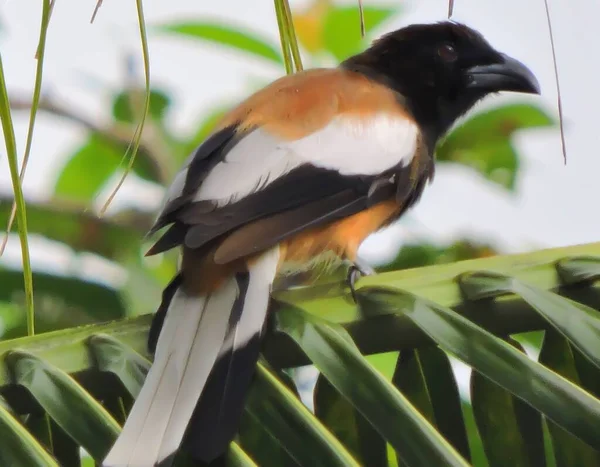 Rufous Treepie Treepie Native Indian Subcontinent Adjoining Parts Southeast Asia — Stock Photo, Image