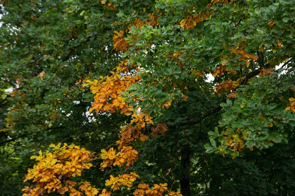 Lush Oak Tree Brown Leaves Autumn — Stock Photo, Image
