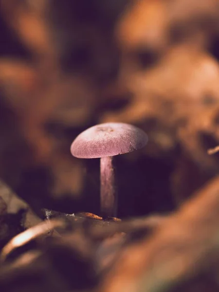 背景がぼやけて森の中で栽培されたレピスタ ソルディダ菌の垂直ショット — ストック写真