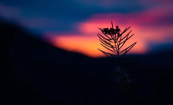 Silhouette Single Plant Isolated Field Sunset — Stock Photo, Image