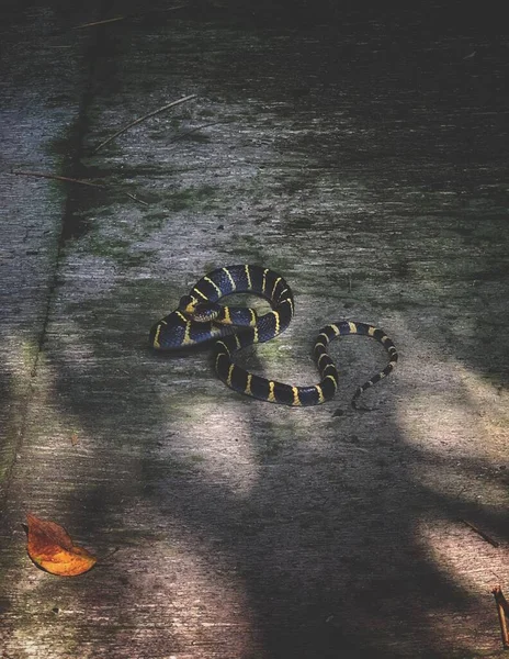 Eine Vertikale Aufnahme Einer Schlange — Stockfoto