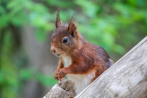 Closeup Shot Cute Brown Squirrel — Stock Photo, Image
