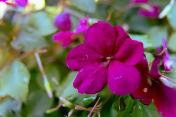 在花园里的一个紫色残片的特写 — 图库照片