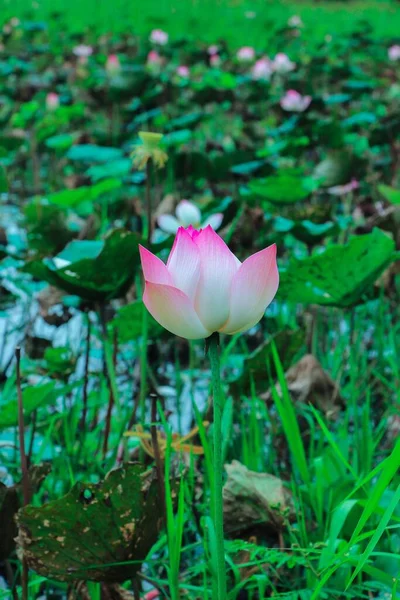 Plan Vertical Fleurs Lotus Rose Portant Des Noix Nelumbo Nucifera — Photo