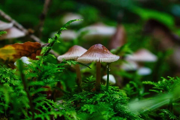 森の中のミケーナ ガループスのキノコのクローズアップ — ストック写真