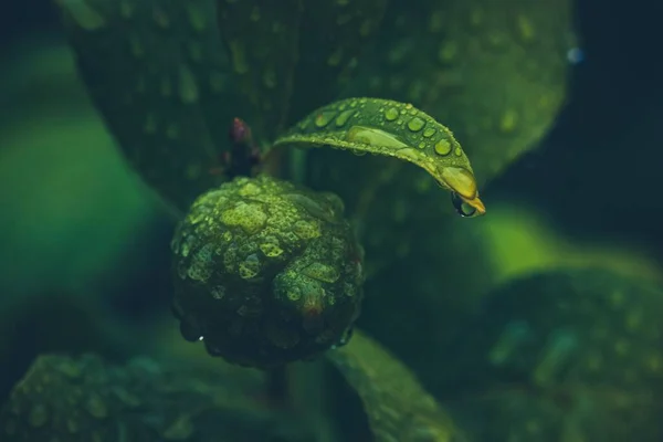 Damlacıklarıyla Yeşil Yaprak Dokusunu Yakından Çek — Stok fotoğraf