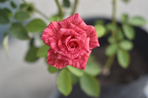 Macro Toma Una Rosa Adenium Jalá Rosa Floreciendo Con Hojas —  Fotos de Stock