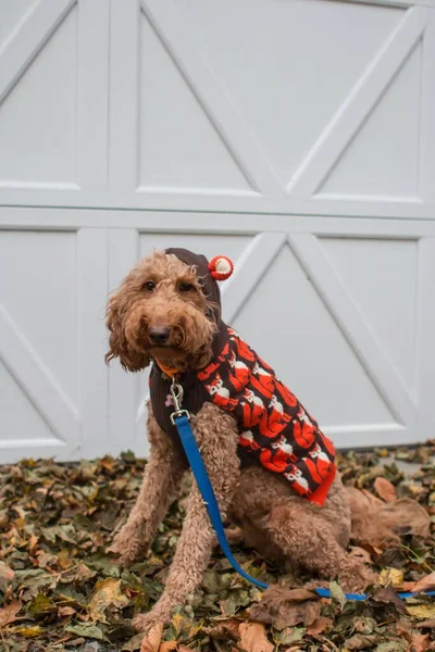 Ritratto Verticale Del Cane Labradoodle Costume Halloween Seduto Nel Cortile — Foto Stock