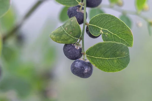 Beau Gros Plan Fruit Noir Phyllanthus Reticulatus Plante Avec Des — Photo