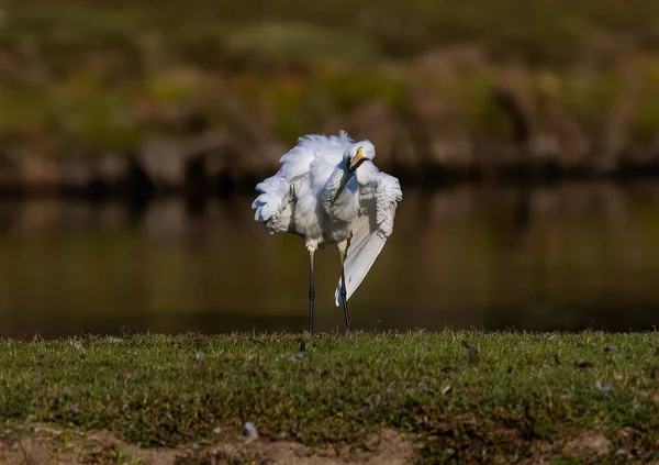Tiro Seletivo Foco Egret Branco Grande Empoleirado Uma Costa Lago — Fotografia de Stock