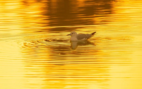 Mewa Pływająca Wodzie Zachodzie Słońca — Zdjęcie stockowe