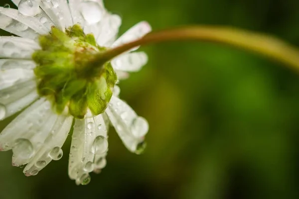 Eine Nahaufnahme Eines Gänseblümchens Bedeckt Mit Regentropfen Auf Einem Natürlichen — Stockfoto