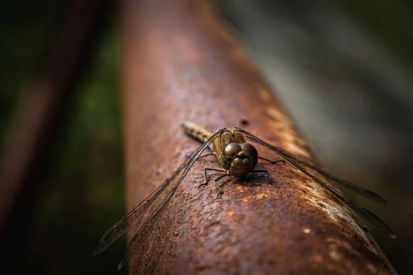 一只蜻蜓的特写 坐在生锈的金属栏杆上 — 图库照片