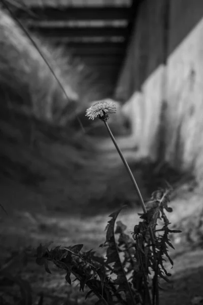 Bir Karahindibanın Dikey Gri Tonlu Görüntüsü — Stok fotoğraf