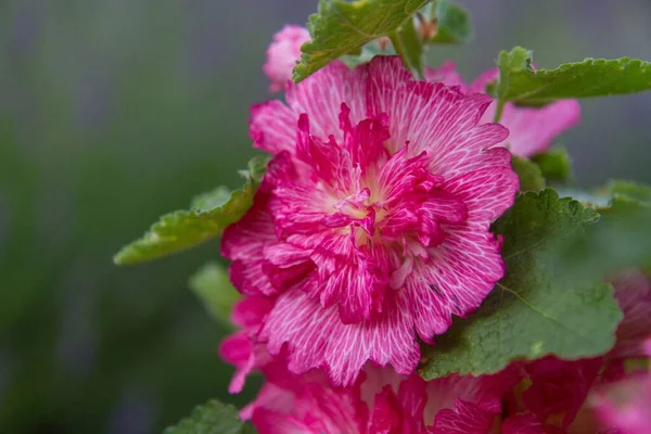 Close Beautiful Hollyhock Flower Blurred Natural Background — Stock Photo, Image
