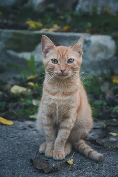 귀여운 고양이의 사진입니다 — 스톡 사진