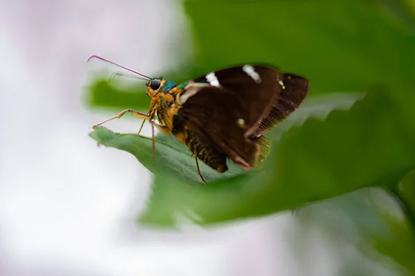 Крупный План Разбросанного Шкипера Двумя Полосами Бабочки Зеленом Листе — стоковое фото