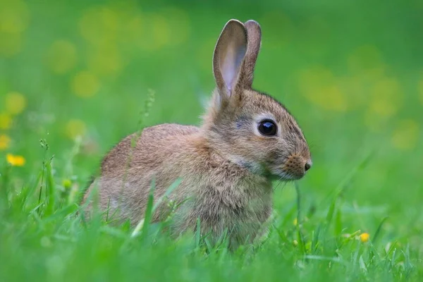 Yeşil Bir Tarlada Sevimli Tüylü Bir Tavşanın Yakın Çekimi — Stok fotoğraf