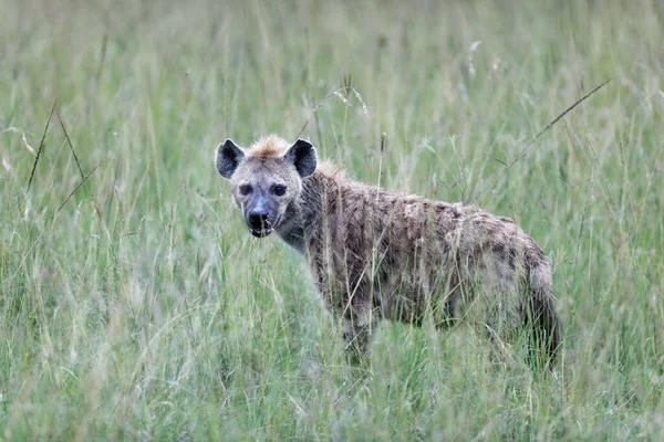 肯尼亚马赛马拉的高高的草地上 站着一只鬣狗的特写镜头 — 图库照片