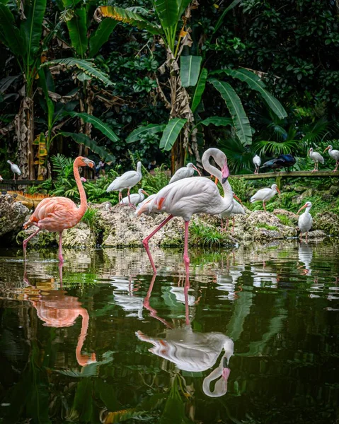 Tiro Vertical Bando Flamingos Andando Uma Lagoa Parque Verde — Fotografia de Stock