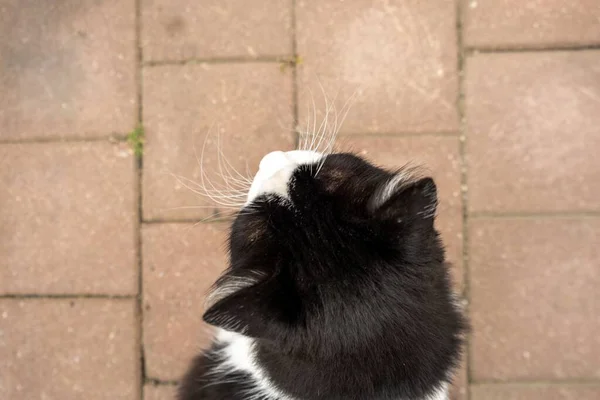 Eine Selektion Einer Niedlichen Katze Einem Park — Stockfoto