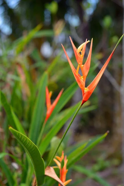 Vertical Shot Heliconia Psittacorum Plant Garden — Stock Photo, Image