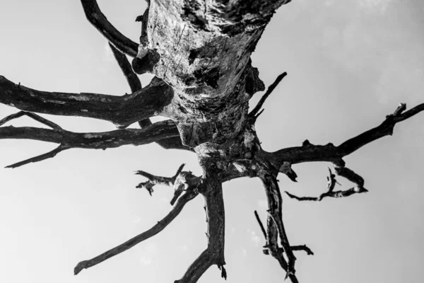 Ένα Χαμηλό Πλάνο Ενός Δέντρου Χωρίς Φύλλα Κάτω Από Σύννεφα — Φωτογραφία Αρχείου