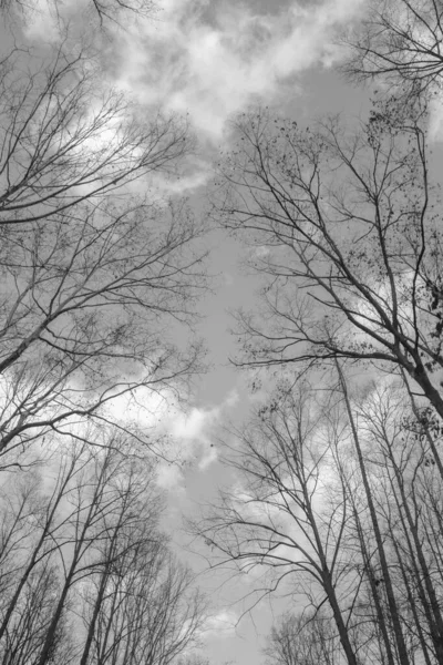 背景に曇った空を背景に灰色のスケールで 森の中の裸の木の低角度ショット — ストック写真