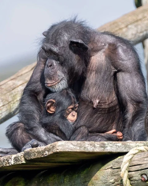 Una Vista Cerca Chimpancé Sentado Una Tabla Madera Con Bebé — Foto de Stock