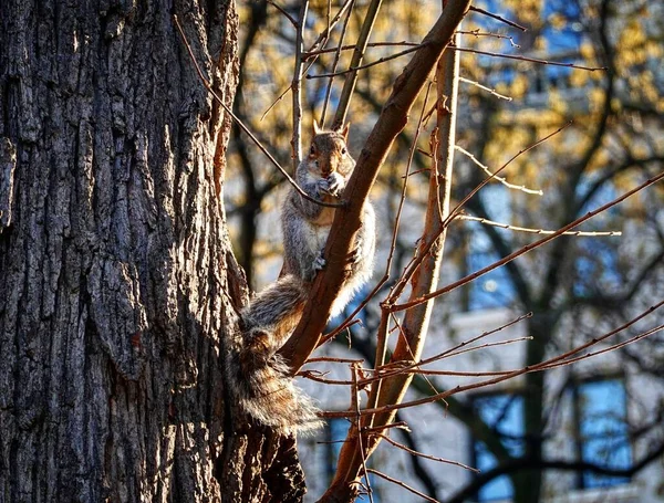 Closeup Shot Squirrel — Stock Photo, Image