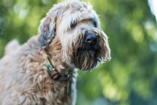 Close Portret Van Mooie Soft Coated Wheaten Terrier Hond Met — Stockfoto