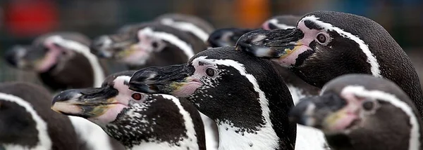 Панорамный Снимок Черно Белых Голов Нескольких Пингвинов Гумбольдта Смотрящих Сторону — стоковое фото